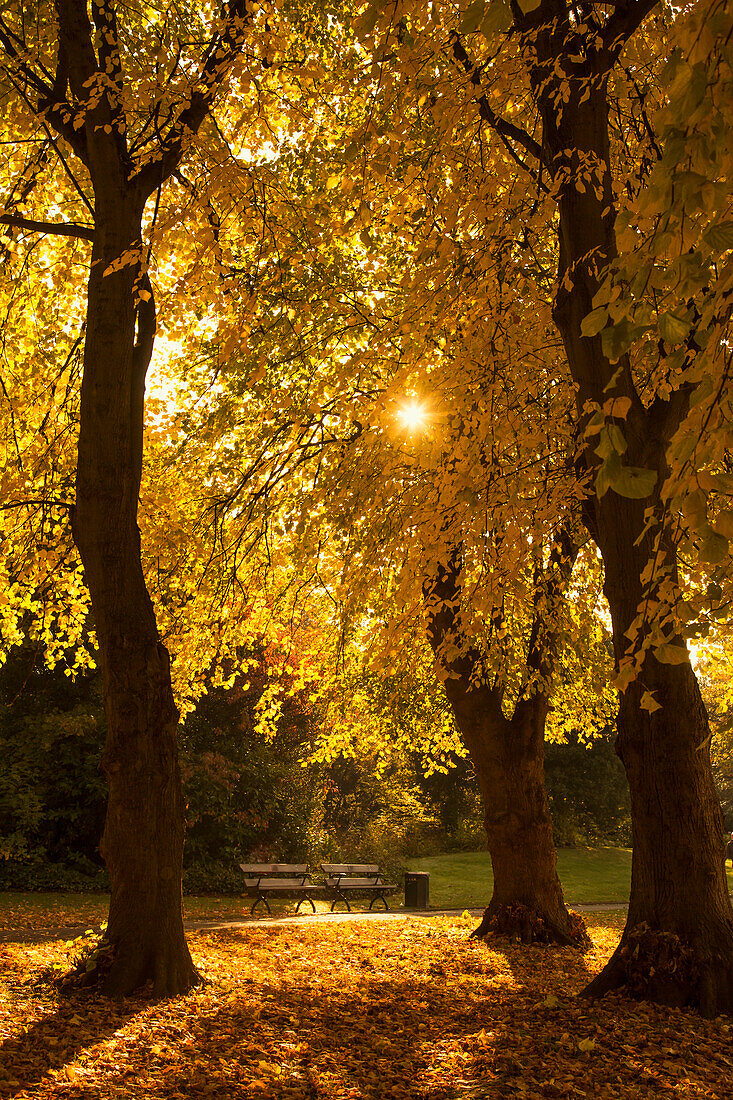'Sunlight glowing through the leaves of trees in autumn colours;Gateshead tyne and wear england'