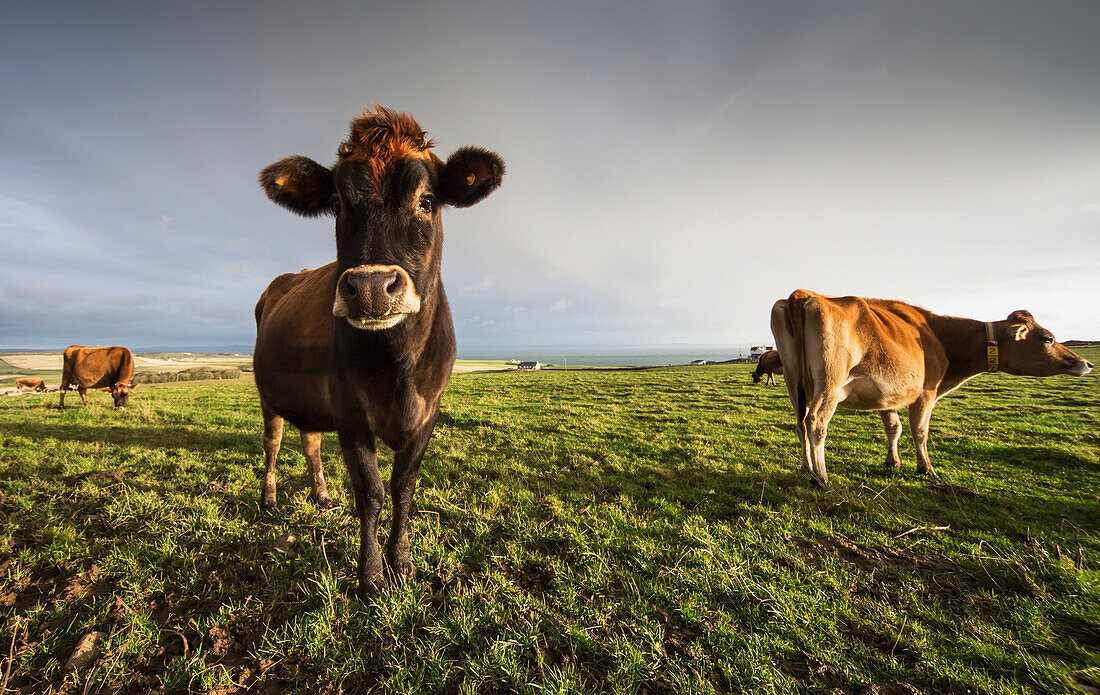 'Cows in a field with one cow staring at the camera;Dumfries and galloway scotland'