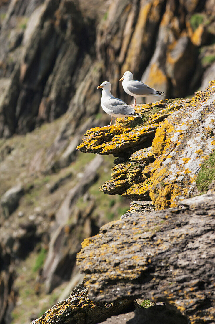 'Seagulls on skellig michael, the skellig islands;County kerry, ireland'