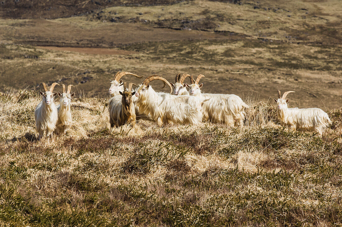 'Mountain goats;Slievagh, county kerry, ireland'