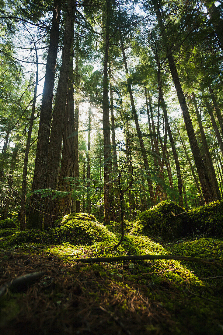 'Sunlight streaming through cedar trees in a mossy forest;British columbia, canada'