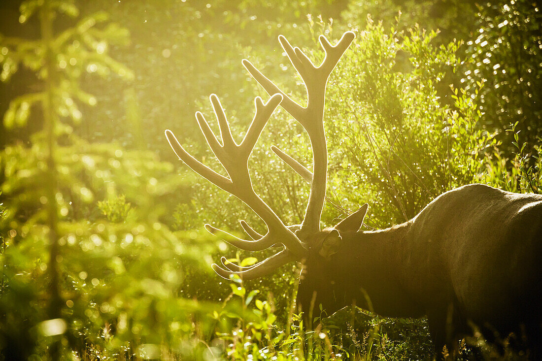 'An elk (cervus canadensis) with large antlers grazing in warm evening light, jasper national park;Alberta, canada'