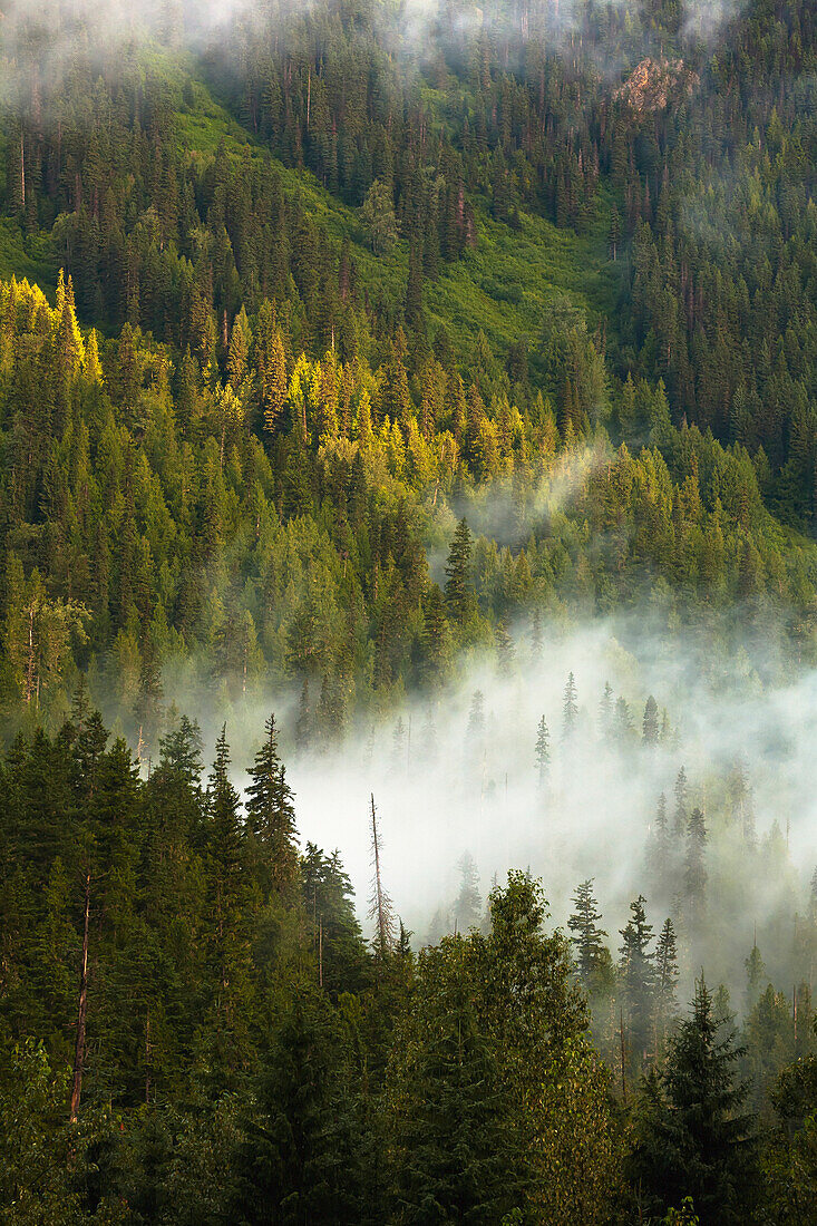 'Morning mist on a forested mountainside;Blue river, british columbia, canada'