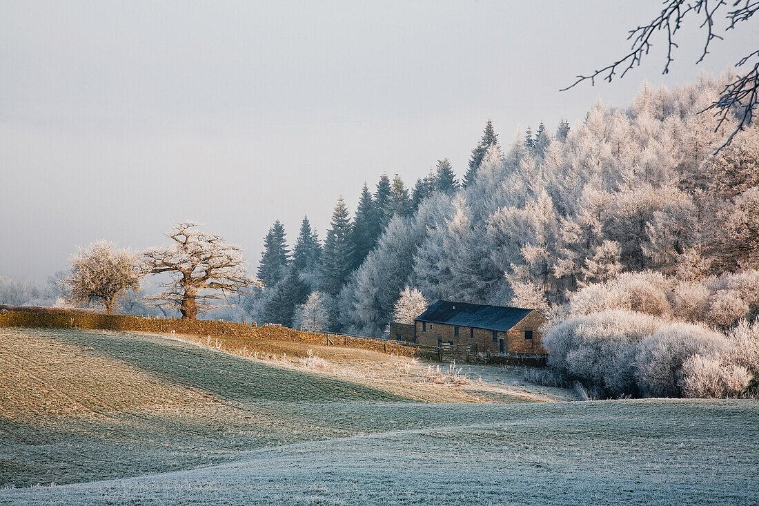 'Trees and a field covered with frost with a house and stone wall on the edge of the field;Pilsey peak district, derbyshire, england'