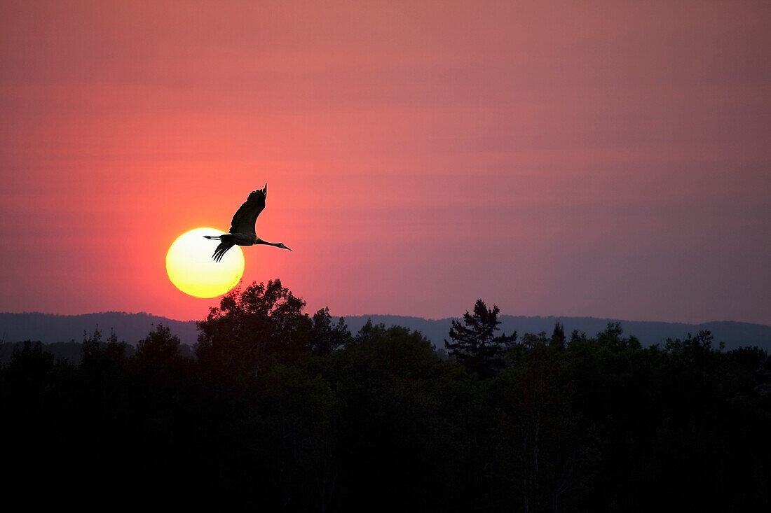 'Canada goose (branta canadensis) flying through a sunset;Thunder bay, ontario, canada'