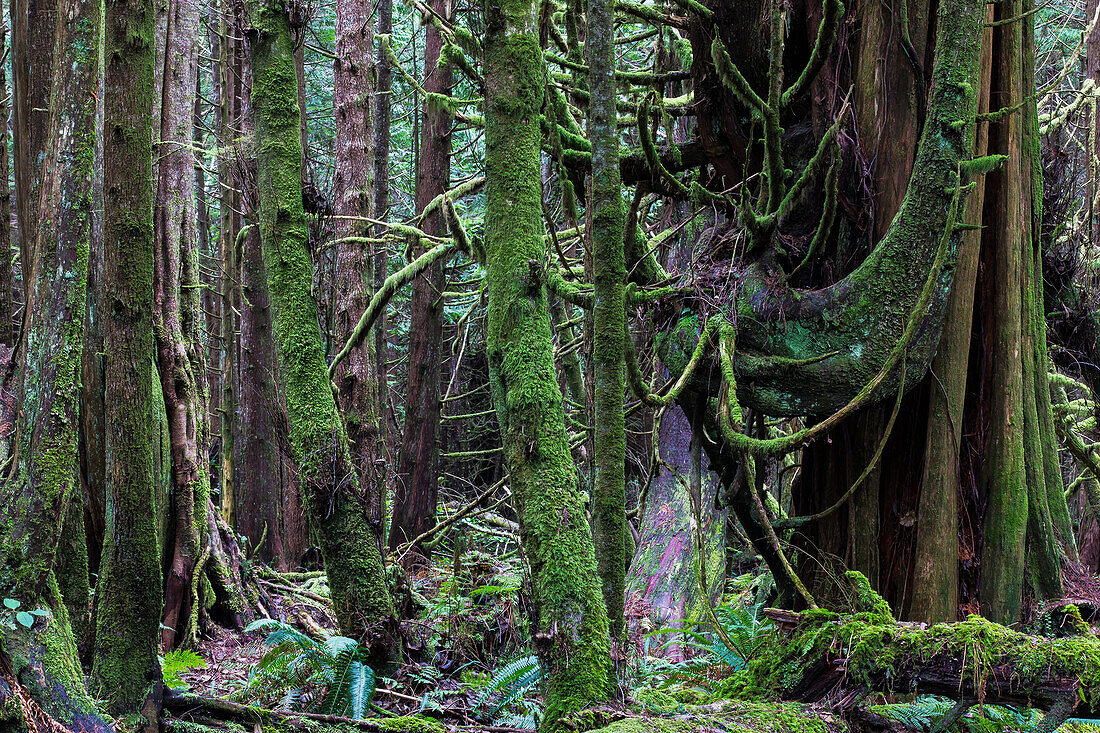 'The rainforest in pacific rim national park, vancouver island;British columbia, canada'