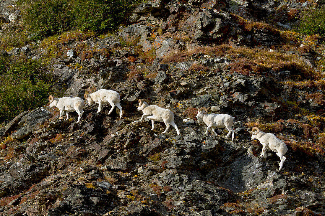 'Dall's sheep (ovis dalli) rams walking across rocky ridge on side of mountain in autumn, denali national park;Alaska, united states of america'