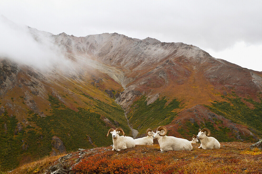 'Dall's sheep (ovis dalli) rams resting on alpine tundra on ridge in autumn, denali national park;Alaska, united states of america'