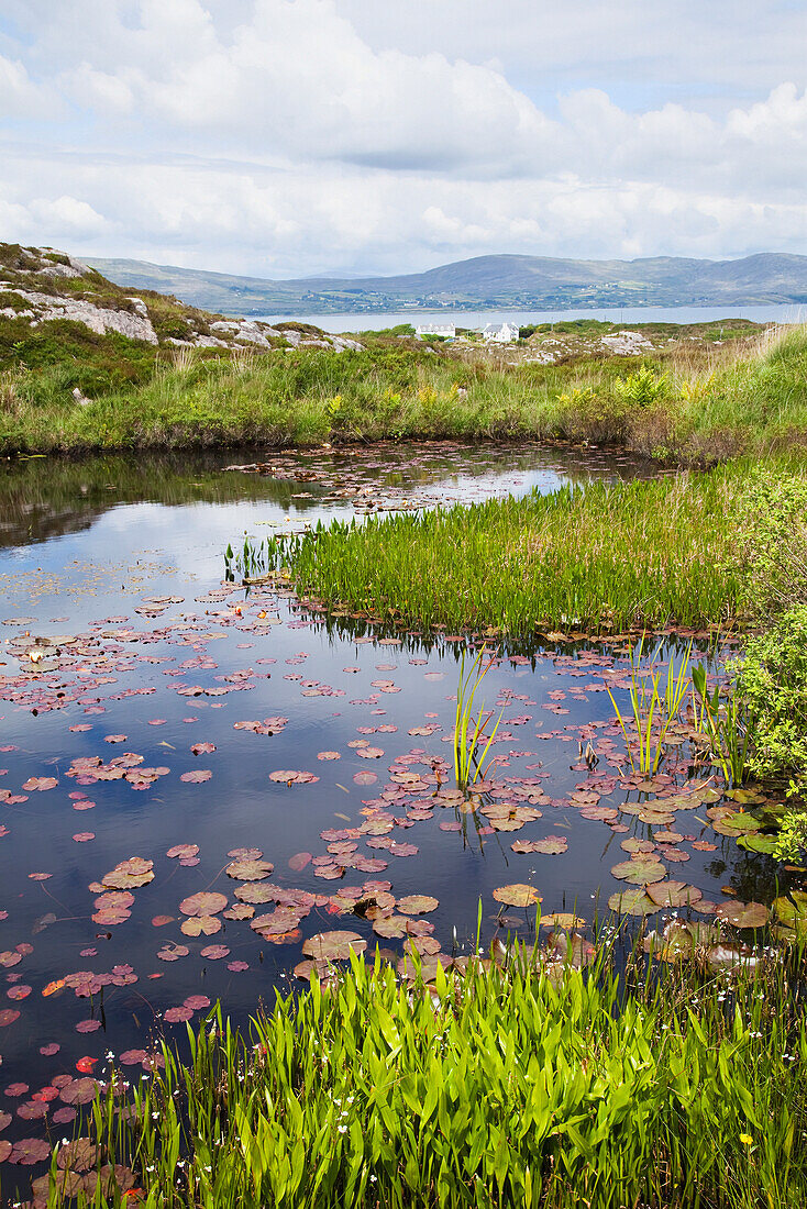'Lily pads floating in a tranquil pond with a view of dunmanus bay;County cork, ireland'