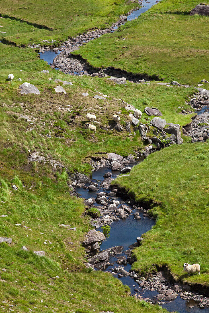 'A stream running through a grass field;Healy pass, county cork, ireland'