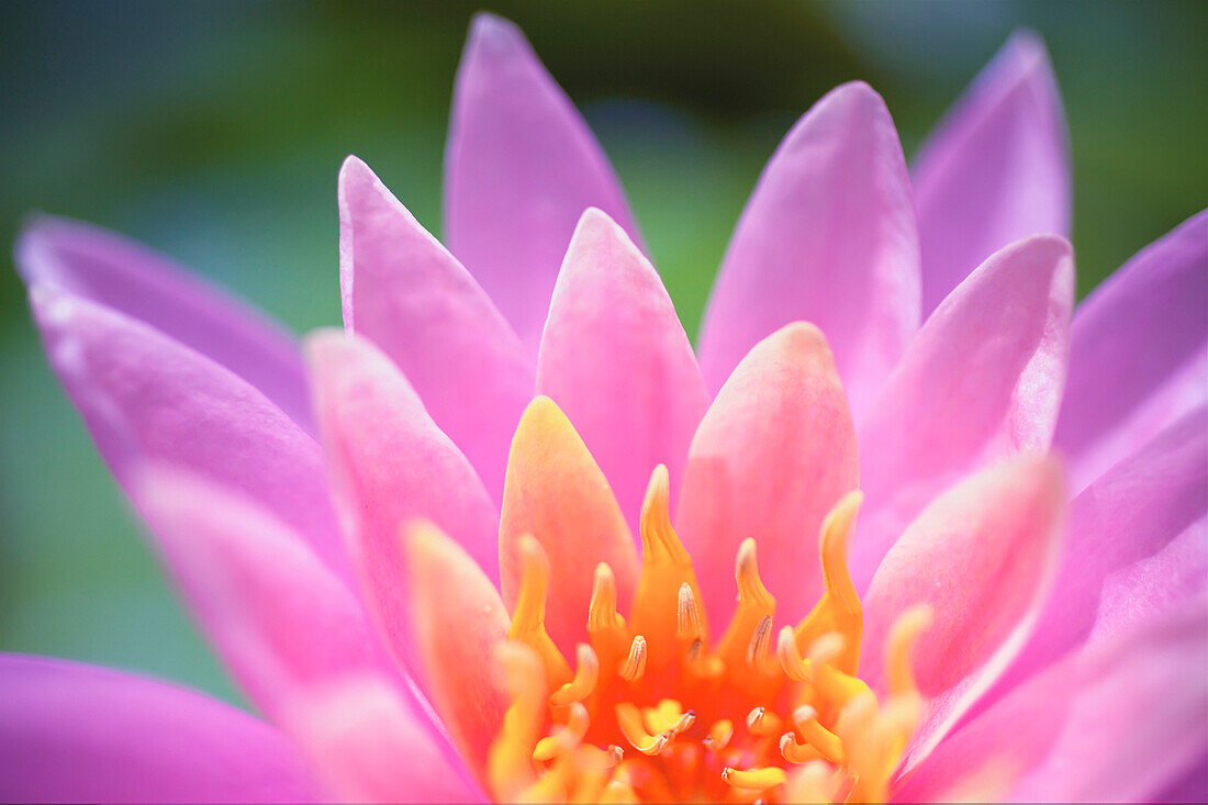 'Close up of a pink flower in bloom;Hawaii, united states of america'