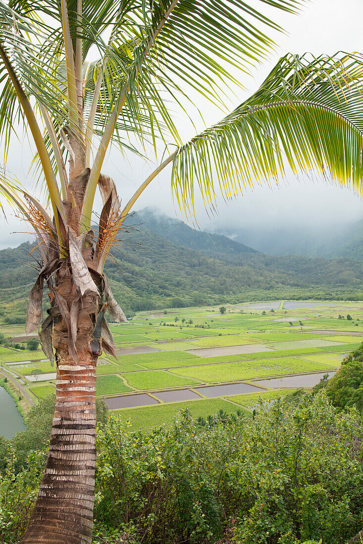 'A view of lush fields and a palm tree;Hanalei, kauai, hawaii, united states of america'