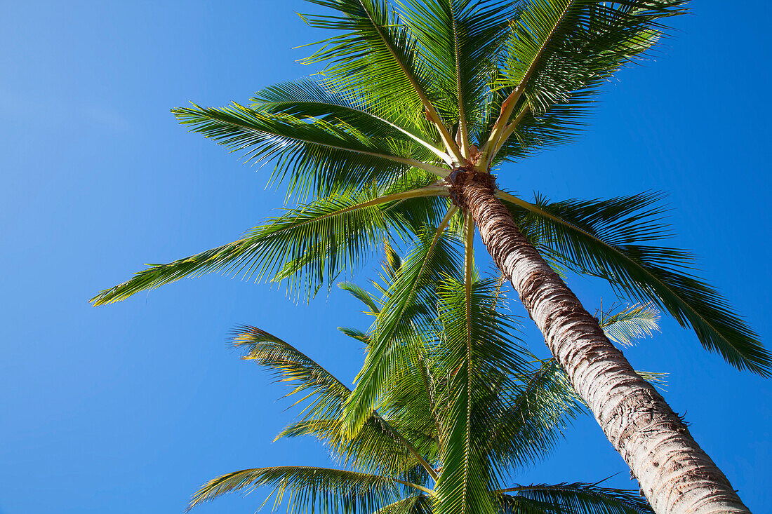 'Low angle view of palm trees against a blue sky;Lanai, hawaii, united states of america'