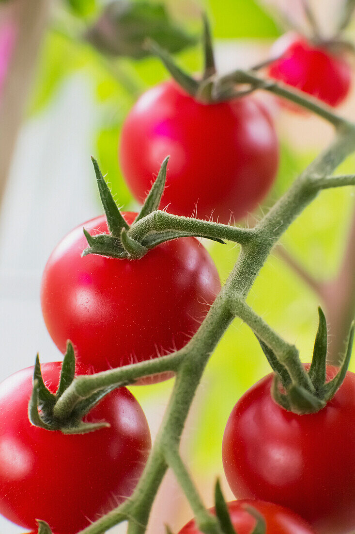 'Close up of ripe, red cherry tomatoes growing on the plant;Anchorage, alaska, united states of america'