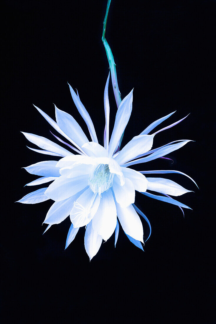 'The queen of the night blooming cereus cactus;Anchorage, alaska, united states of america'