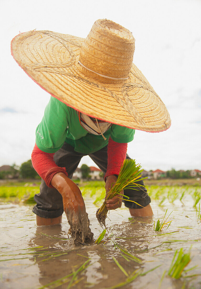 'Planting new rice;Chiang mai thailand'