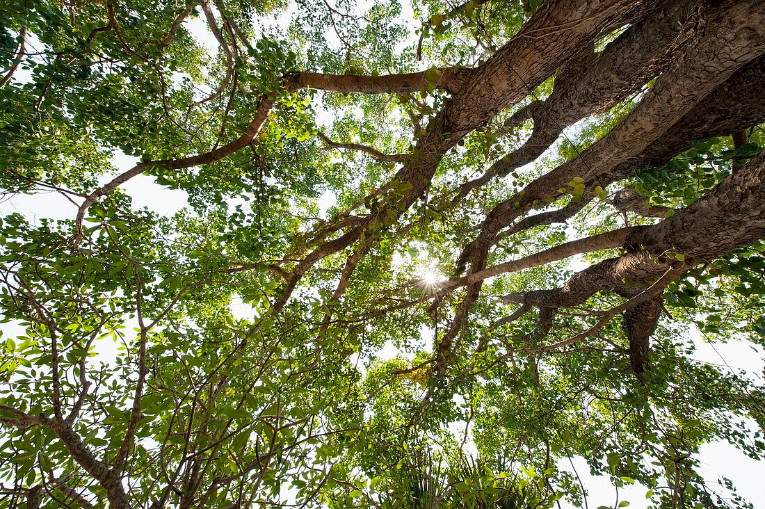 'Low angle view of a tree with leaves backlit by sunlight;Chiang mai thailand'