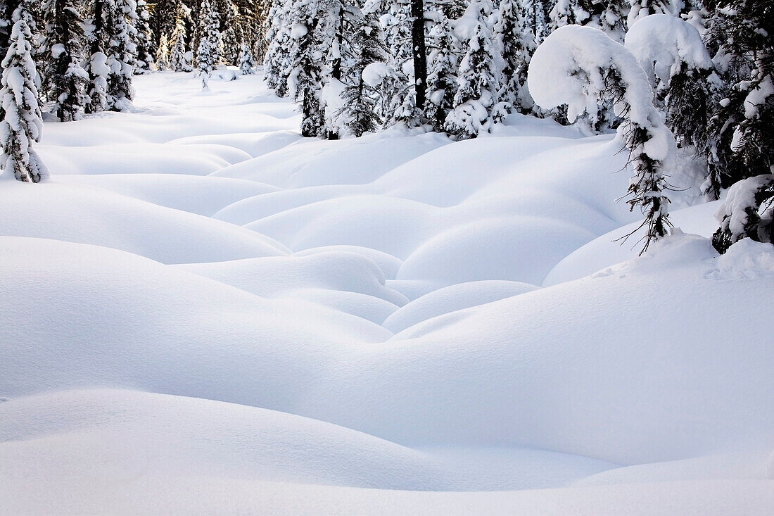 'Snow covered rounded mounds surrounded by snow covered evergreen trees;Lake louise alberta canada'
