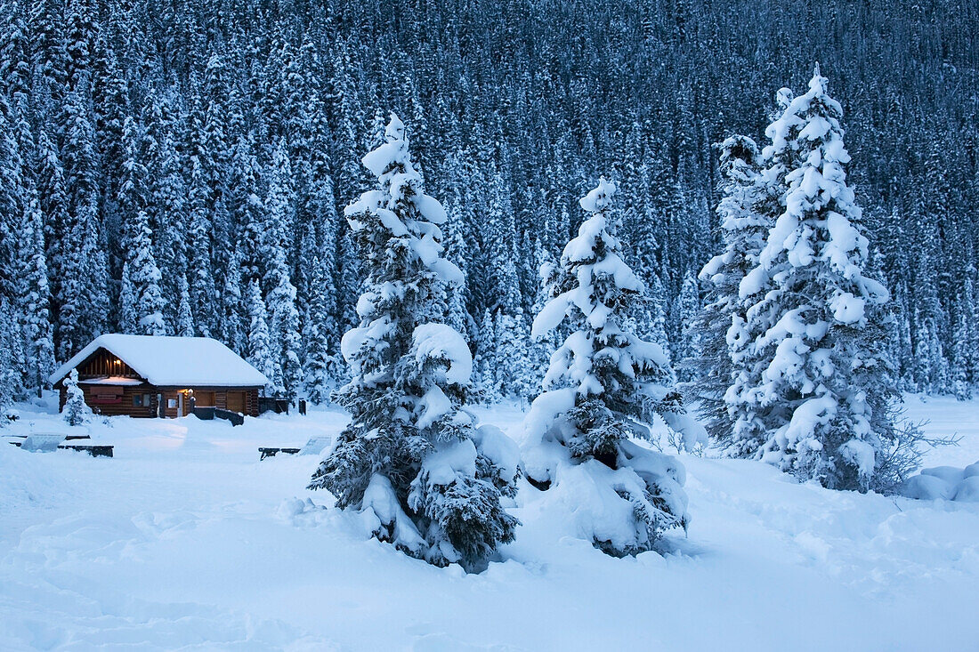'Snow covered evergreen trees with a snow covered log cabin the in background at dusk;Lake louise alberta canada'