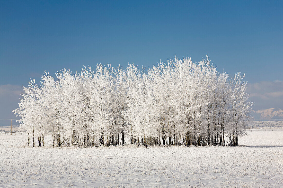 'Frosted group of trees in a snow covered field with mountains in the background and blue sky;Alberta canada'