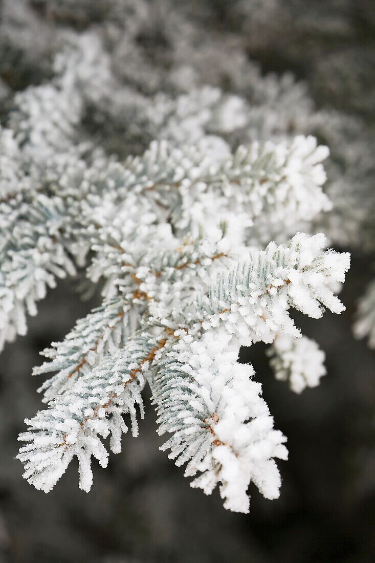 'Close up of frosted needles of an evergreen tree;Calgary alberta canada'
