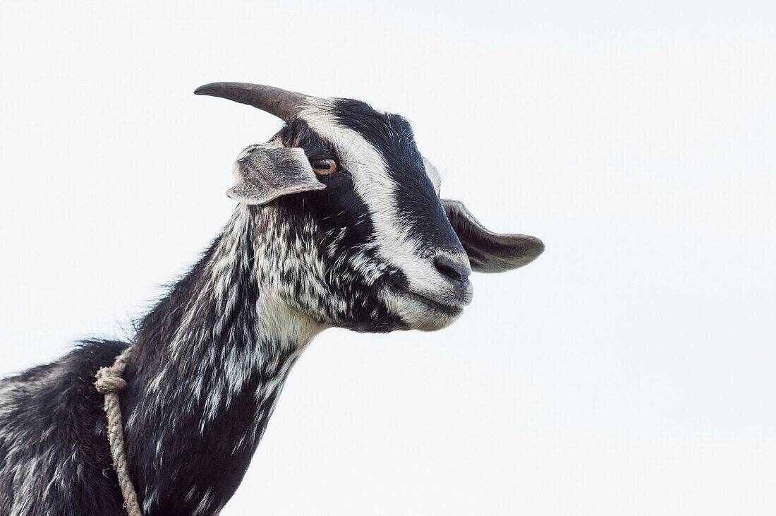 'Funny looking goat and a cloudy sky background;Nepal'