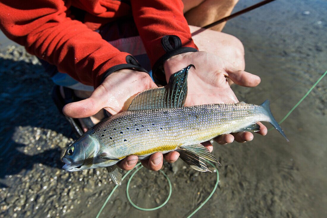 'A fresh grayling fish caught by fly fishing in the noatak river and brooks range gates of the arctic national park northwestern alaska;Alaska united states of america'