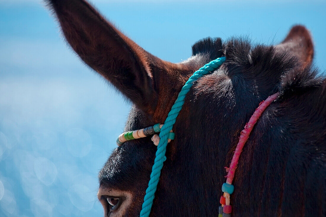 'Colourful rope tied to a donkey;Manolas greece'