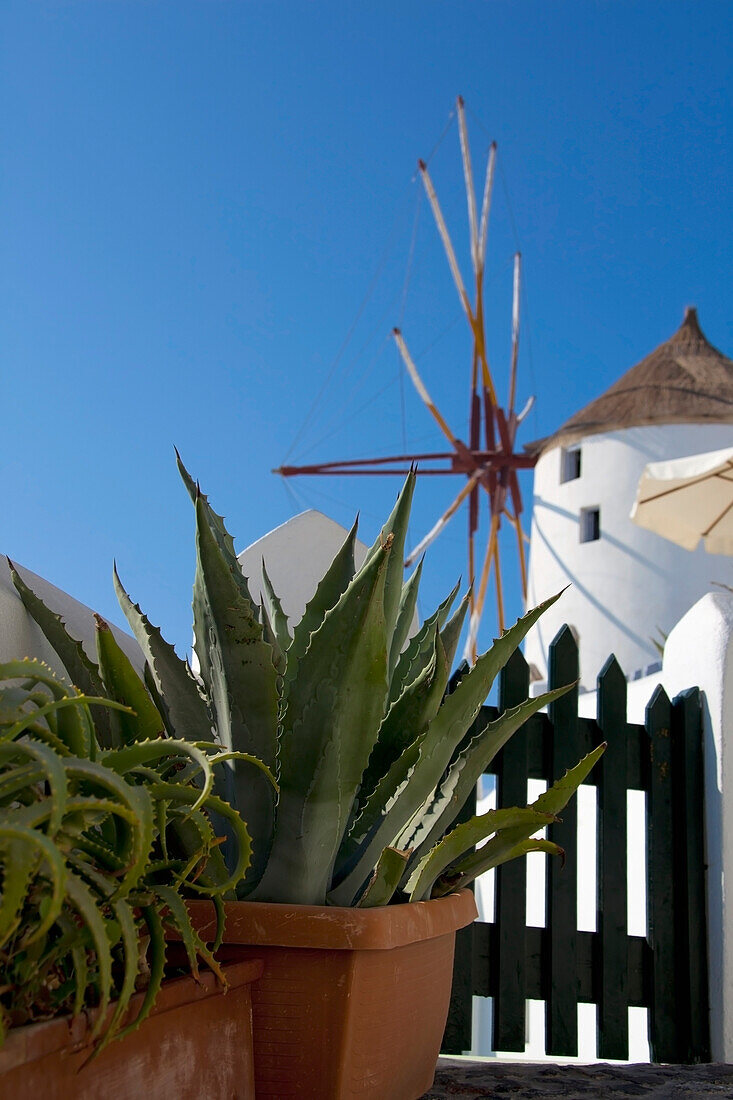 'Cactus plants in pots and a white building against a blue sky;Oia greece'