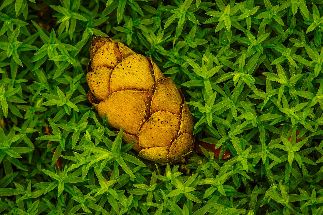 'Tiny pine cone lying in moss great smoky mountains national park;Tennessee united states of america'