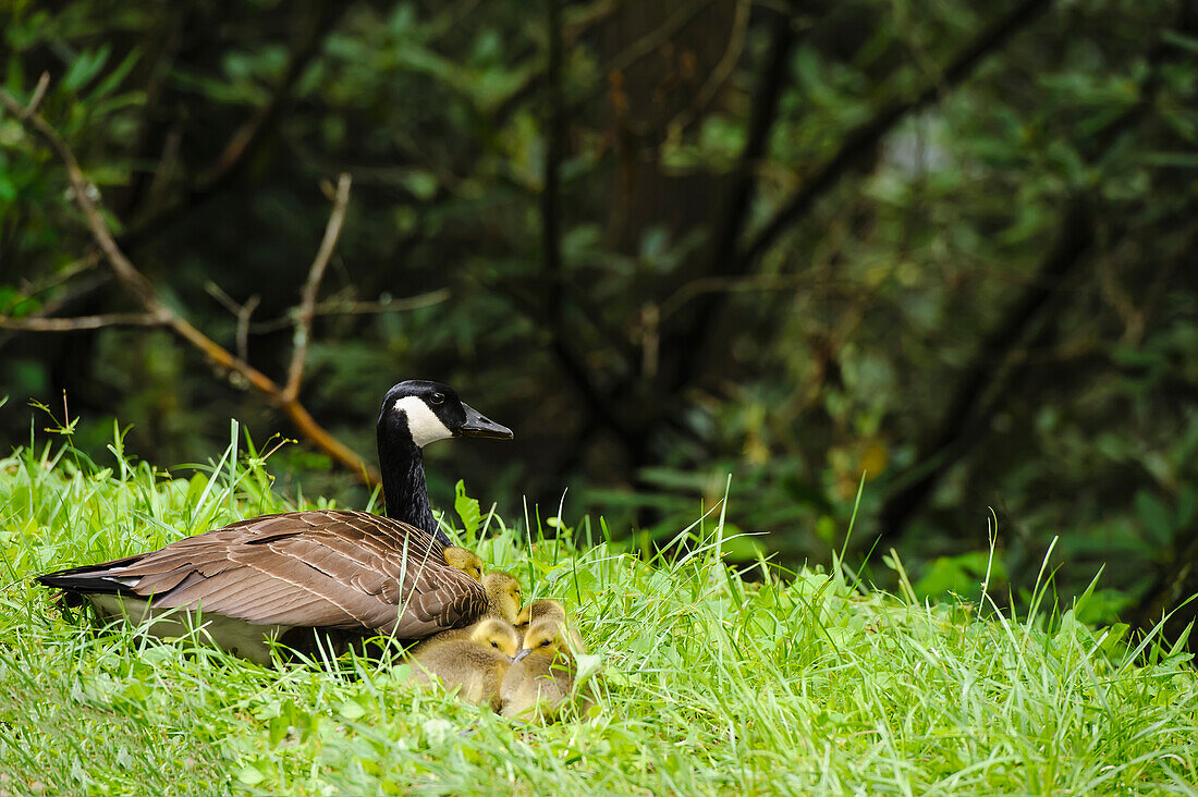 'A canada goose (branta canadensis) and her chicks sitting on the grass in great smoky mountains national park;Tennessee united states of america'