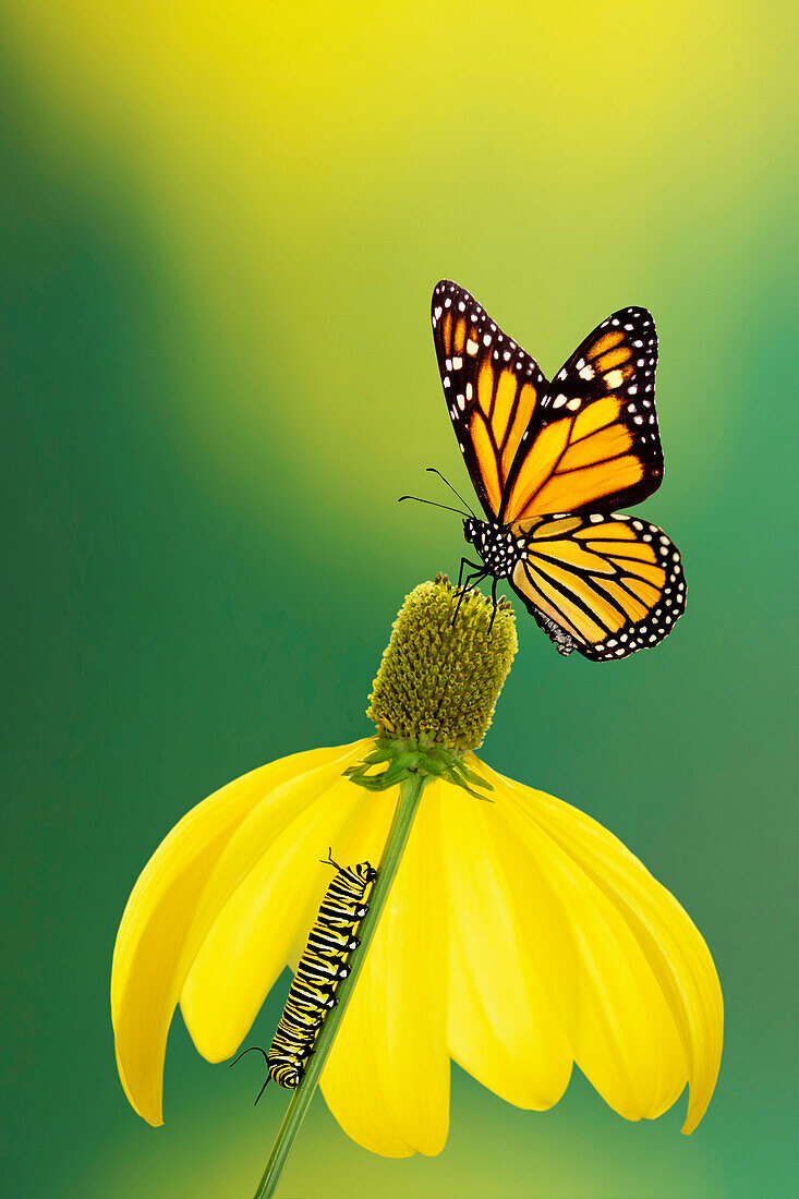 'Caterpillar to butterfly;British columbia canada'