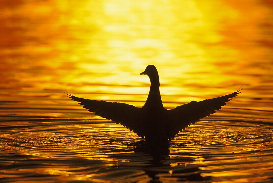 'Mallard with extended wings landing on water at sunset;British columbia canada'