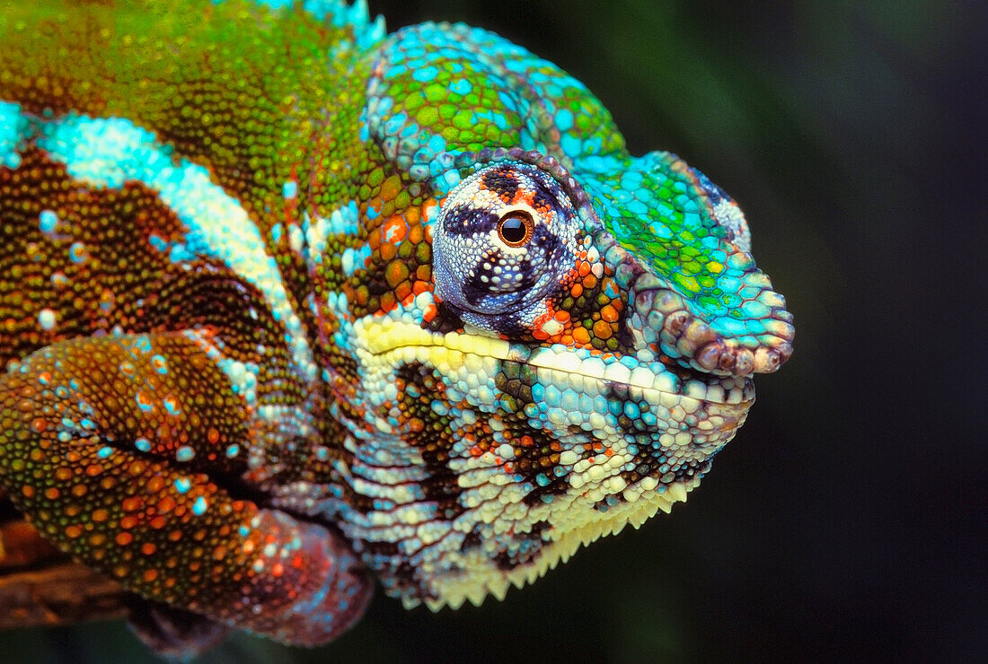 'Male panther chameleon (furcifer pardalis);British columbia canada'
