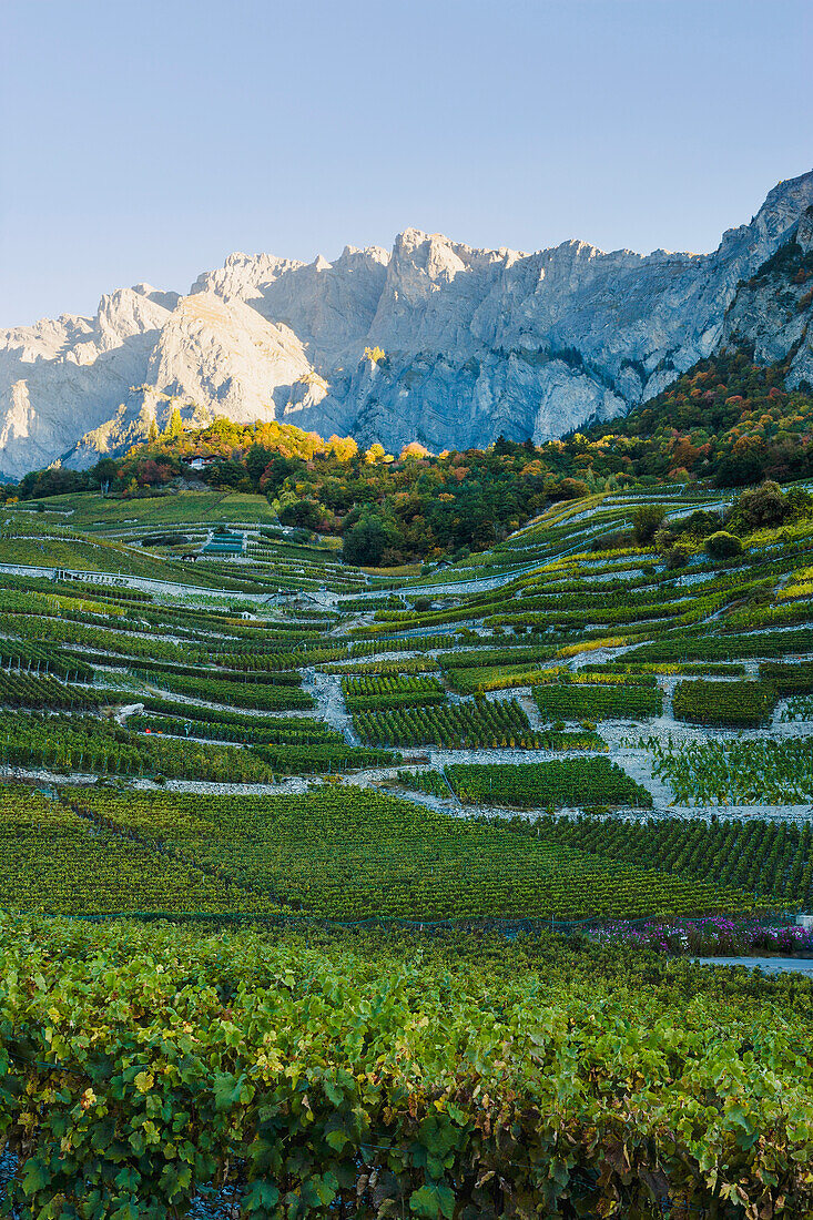 'Vineyards;Chamoson Valais Switzerland'