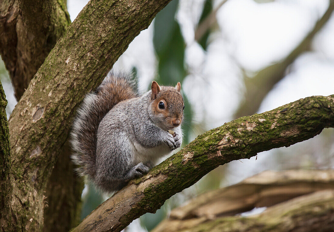 'A squirrel in a tree;Middlesborough teeside england'