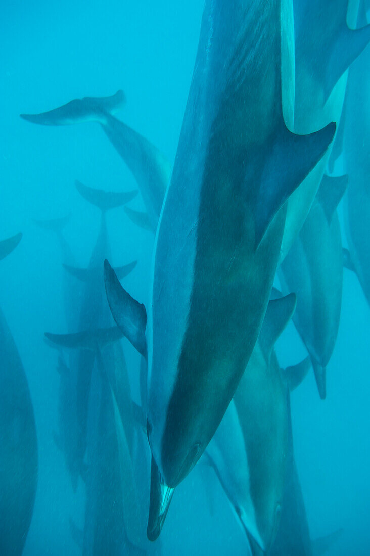 'Spinner dolphins (stenella longirostris);Hawaii united states of america'
