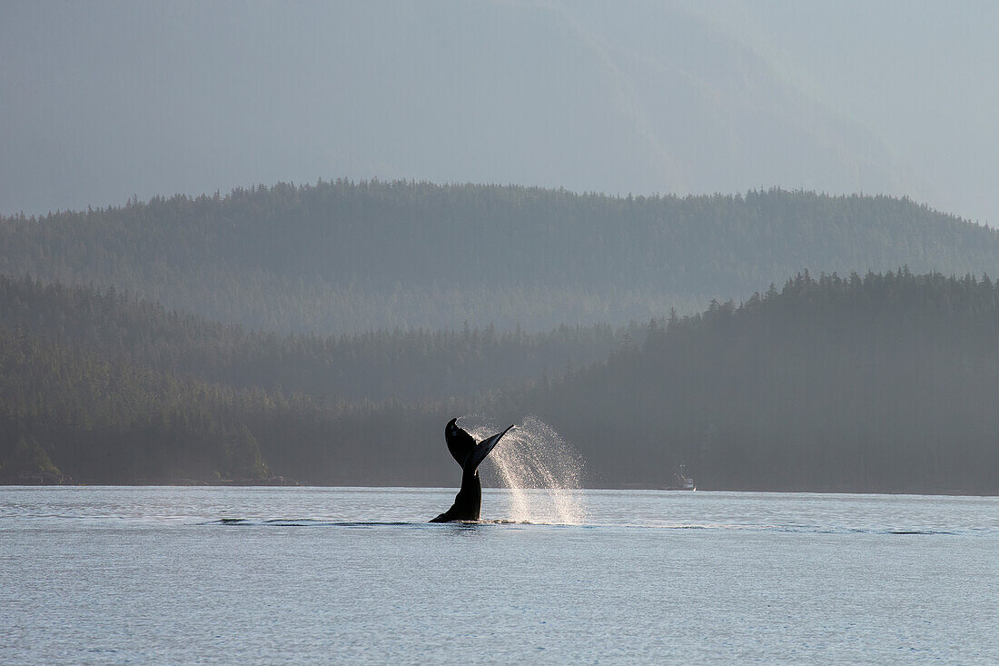'A humpback whale (megaptera novaeangliae) lays on its back and repeatedly pounds its flukes on the calm surface of the inside passage near juneau's forested coastline favorite channel;Alaska united states of america'