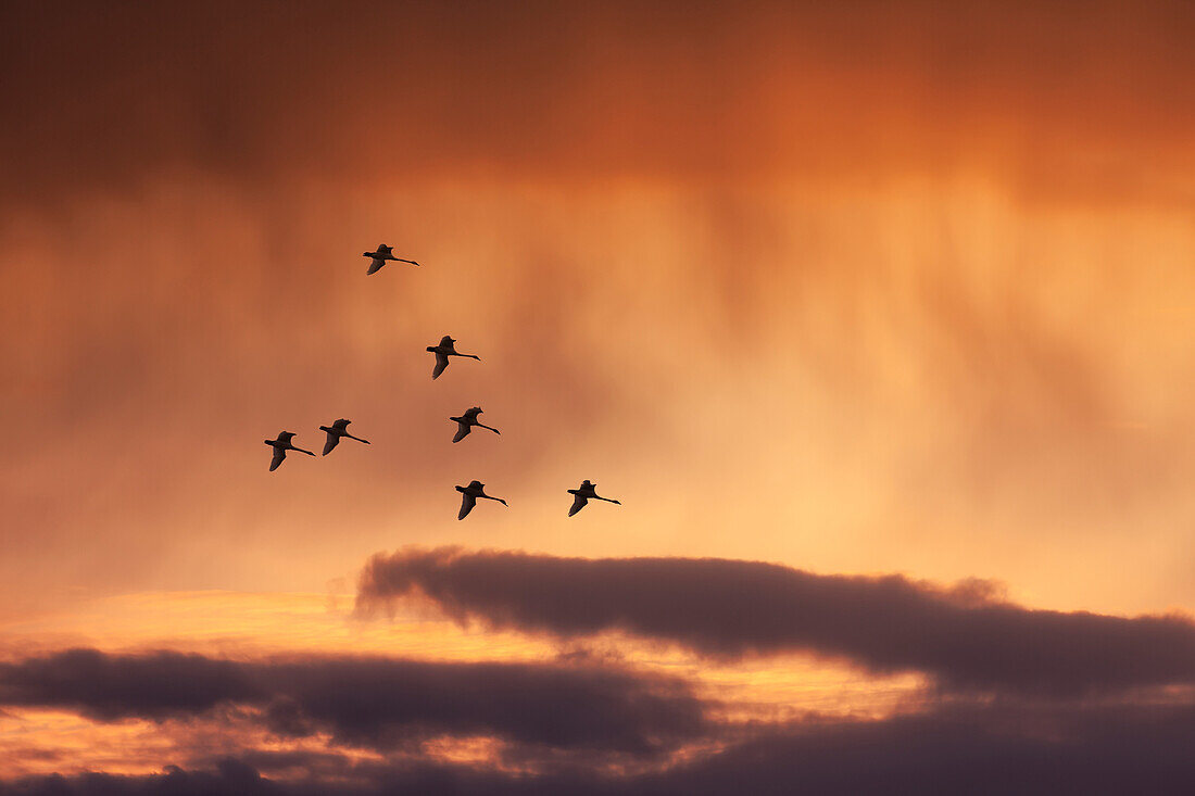 'Trumpeter swans (cygnus buccinator) set their wings as they decend at sunset to marsh lake during spring migration;Yukon canada'