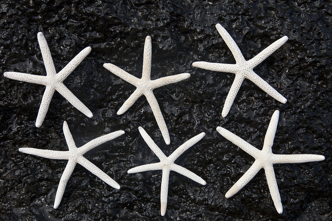 'Starfish on volcanic rock;Honolulu hawaii united states of america'