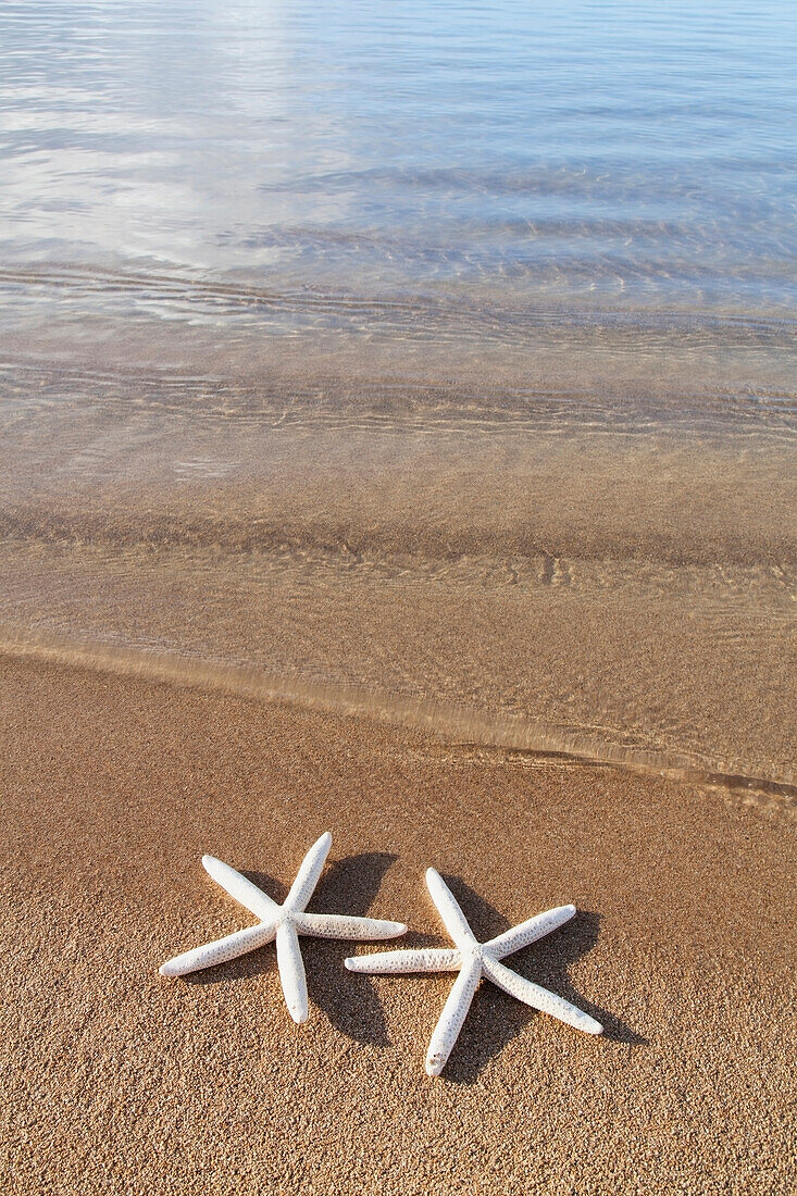 'Starfish on the beach;Honolulu oahu hawaii united states of america'