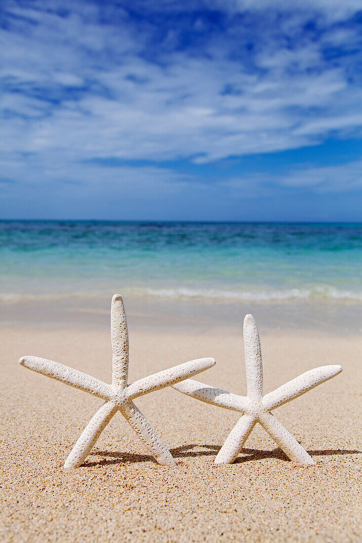 'Starfish on the beach at waimanalo;Honolulu oahu hawaii united states of america'