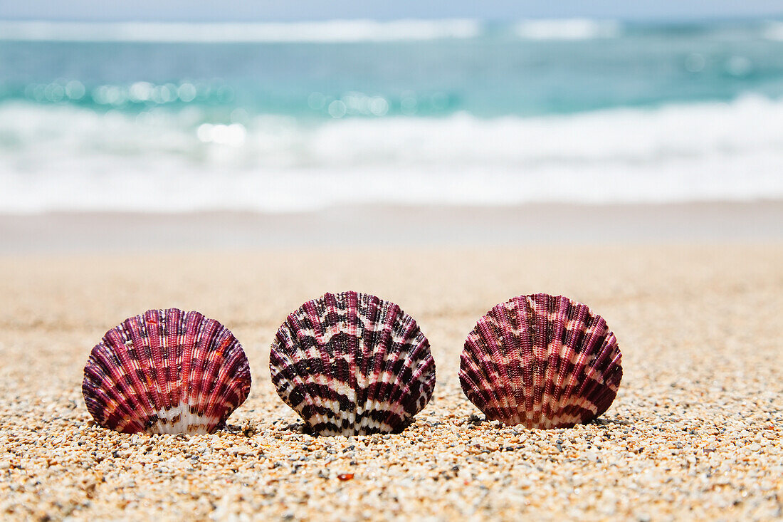'Three ornate scallop shells on the beach;Honolulu oahu hawaii united states of america'