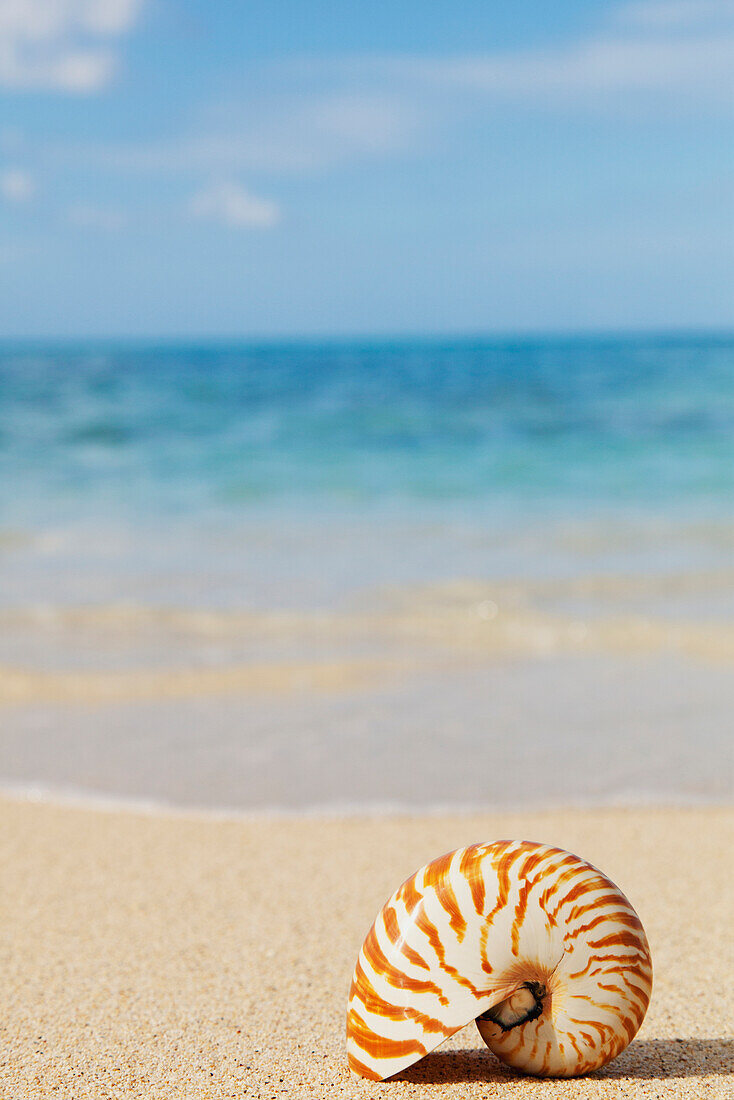 'Chambered nautilus shell on the beach;Honolulu oahu hawaii united states of america'