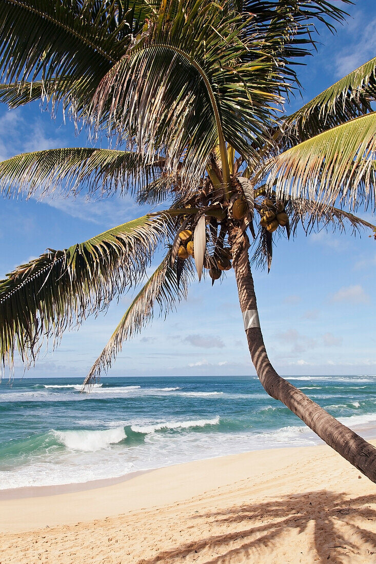 'A single palm tree on the beach;Honolulu oahu hawaii united states of america'