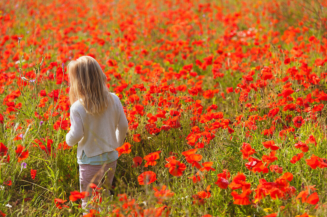 'Young girl walking through poppy field near fulbourn;Cambridgeshire england'