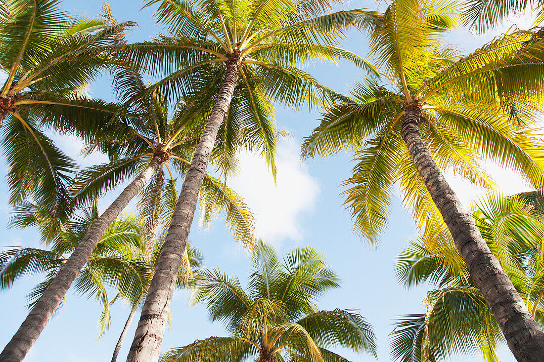 'View up to the blue sky and palm fronds;Honolulu hawaii united states of america'