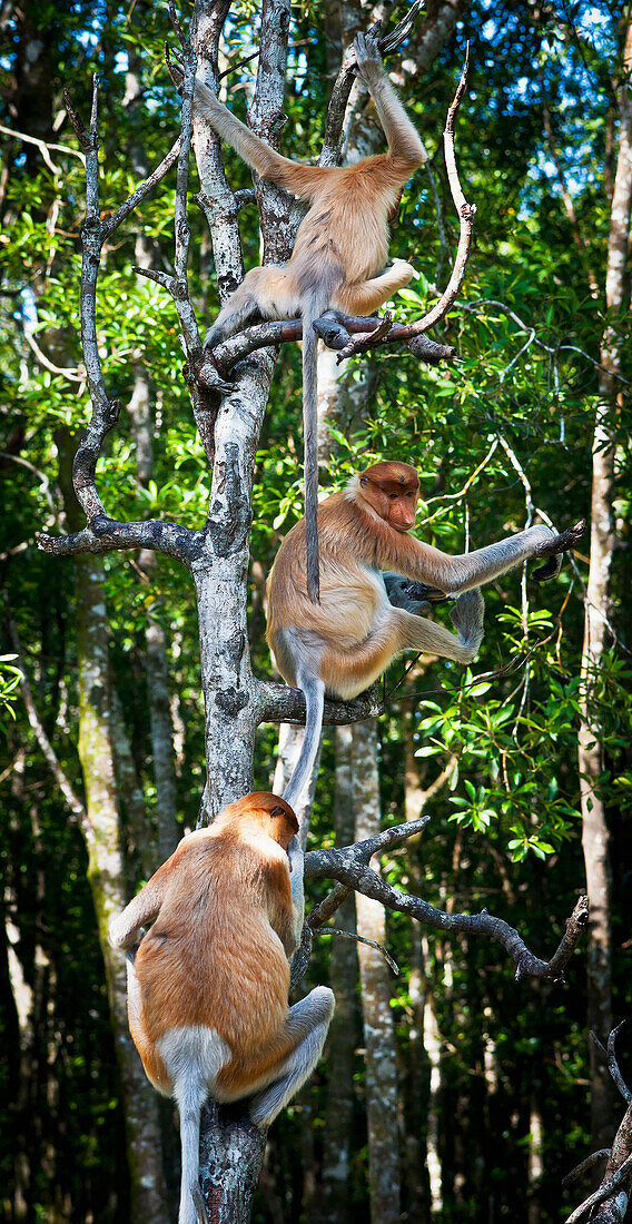 'Proboscis monkeys (nasalis larvatus) in a tree;Borneo'