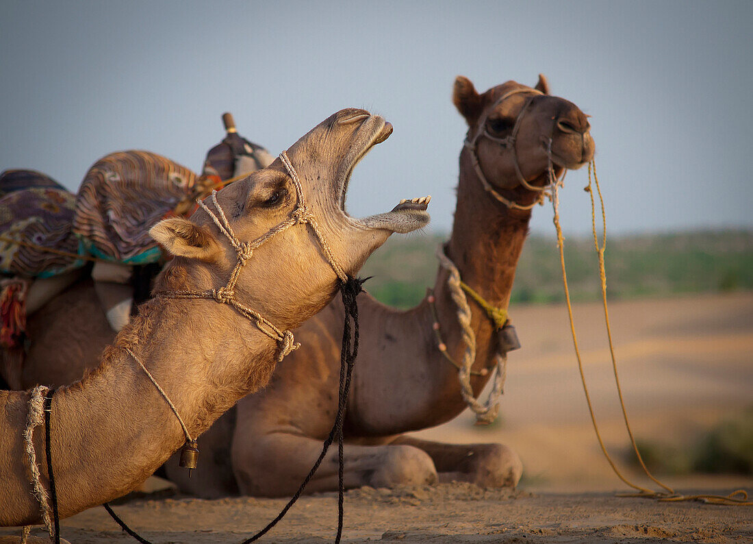 'Two camels sitting on the ground;Jaisalmer india'