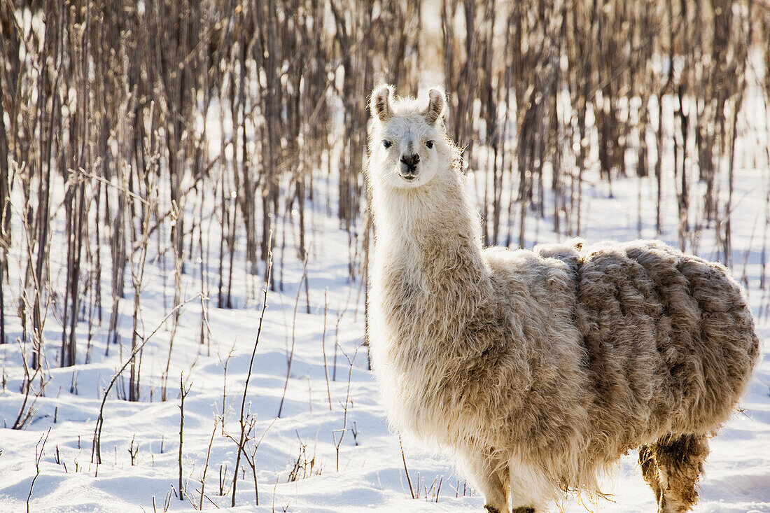 'Single llama in snow covered treed area;Alberta canada'